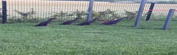 Ducks poultry for sale: Pure black Indian runner ducklings - Advert 6