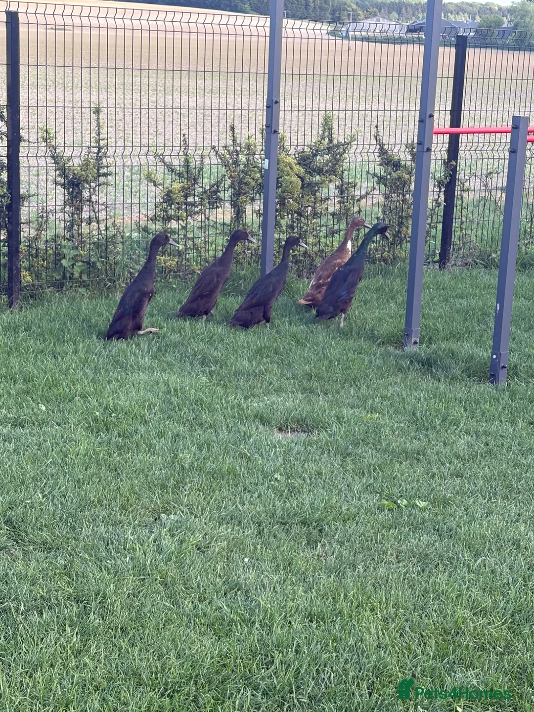Ducks poultry for sale: Pure black Indian runner ducklings - Advert 6