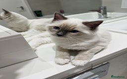 Ragdoll cats for sale: TICA RARE ENTIRE MALE! BLUE POINT MIT CHAMP BLOOD - Image 11