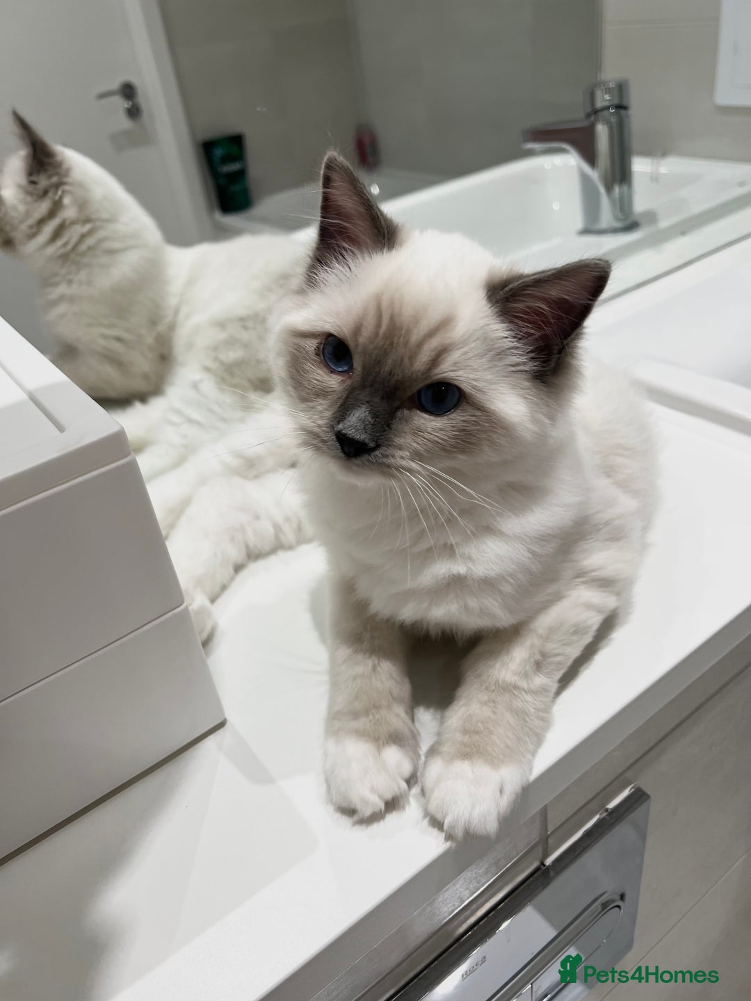 Ragdoll cats for sale: TICA RARE ENTIRE MALE! BLUE POINT MIT CHAMP BLOOD - Image 11