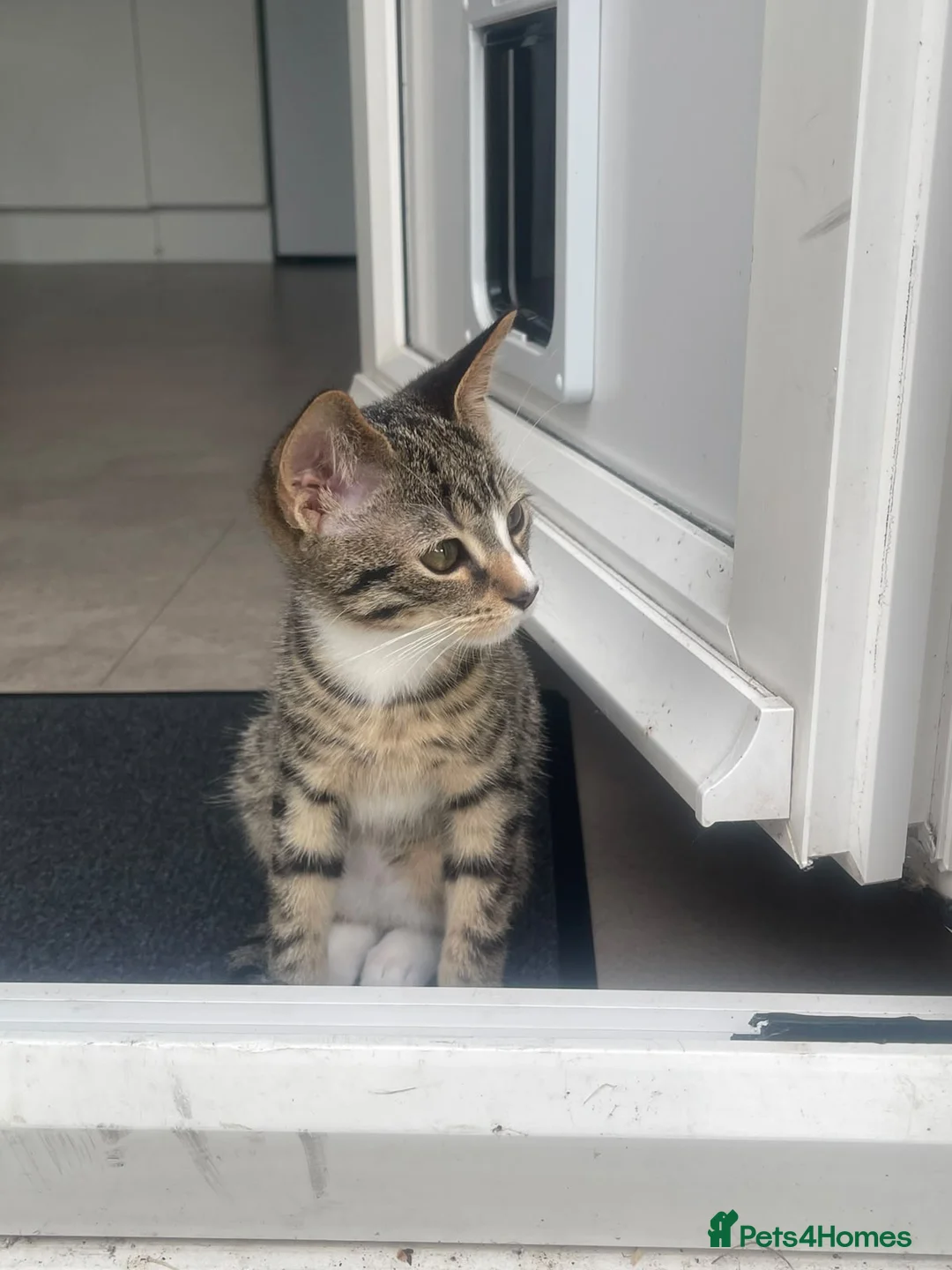 Mixed Breed cats for sale: Two Sisters 16 weeks old - Advert 12