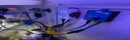 Goldfish fish for sale: reef marine fish tank  - Advert 6
