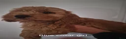 Cockapoo dogs for sale: Cockapoo pups - Advert 8