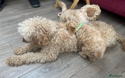 Goldendoodle dogs for sale: ⭐️⭐️READY NOW⭐️⭐️ Beautiful Goldendoodles - Image 21
