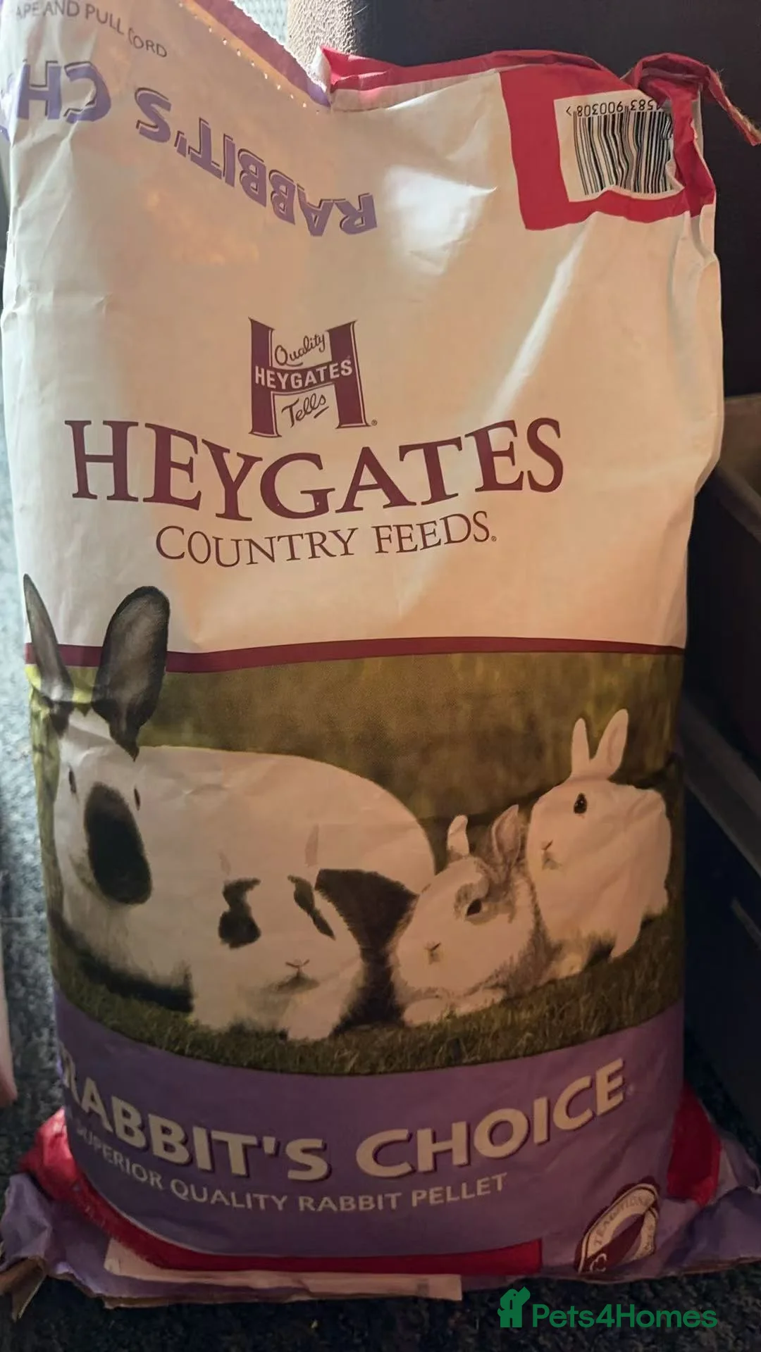 Guinea Pig rodents for sale: Guinea Pigs (Boys & Girls – Sold in Groups) - Advert 10