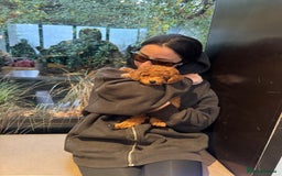 Toy Poodle dogs for sale:  Toy Poodle Puppy Looking for a Loving Home - Image 2