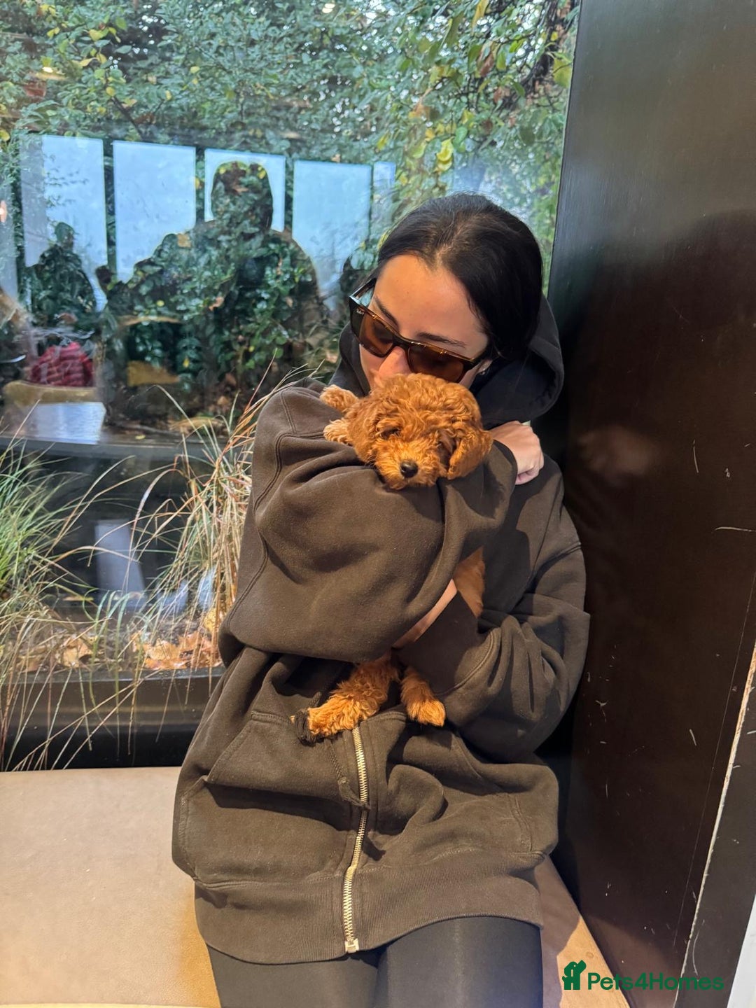 Toy Poodle dogs for sale:  Toy Poodle Puppy Looking for a Loving Home - Image 2