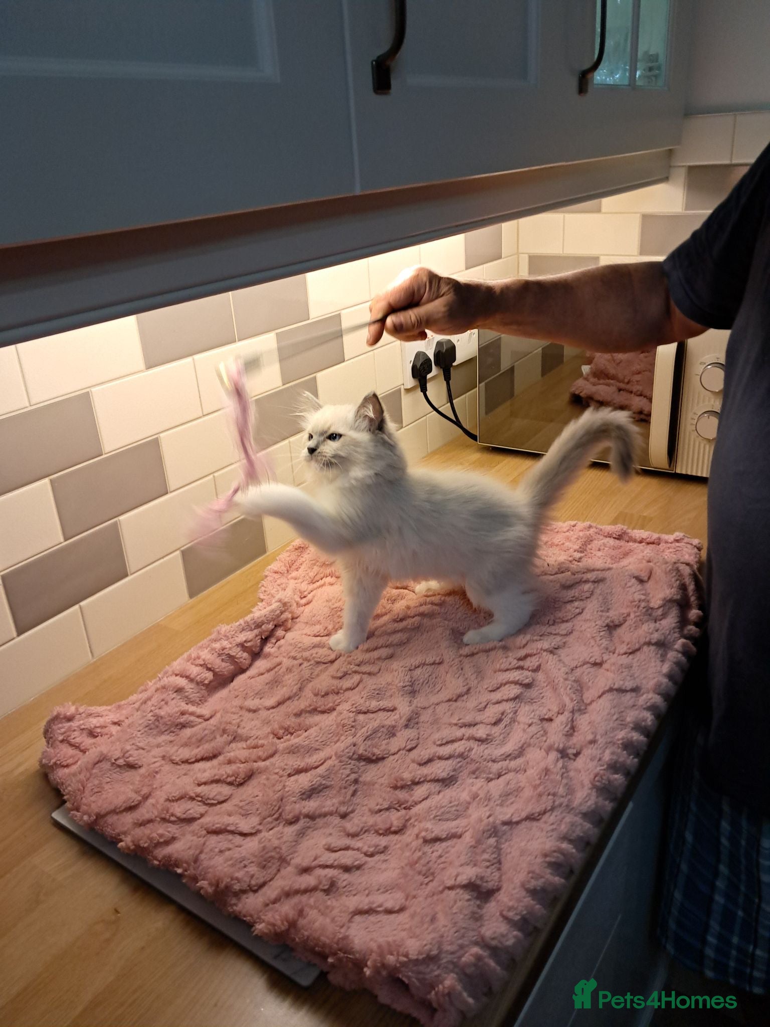 Ragdoll cats Ready NOW 3 amazing GCCF Ragdolls - Advert 1