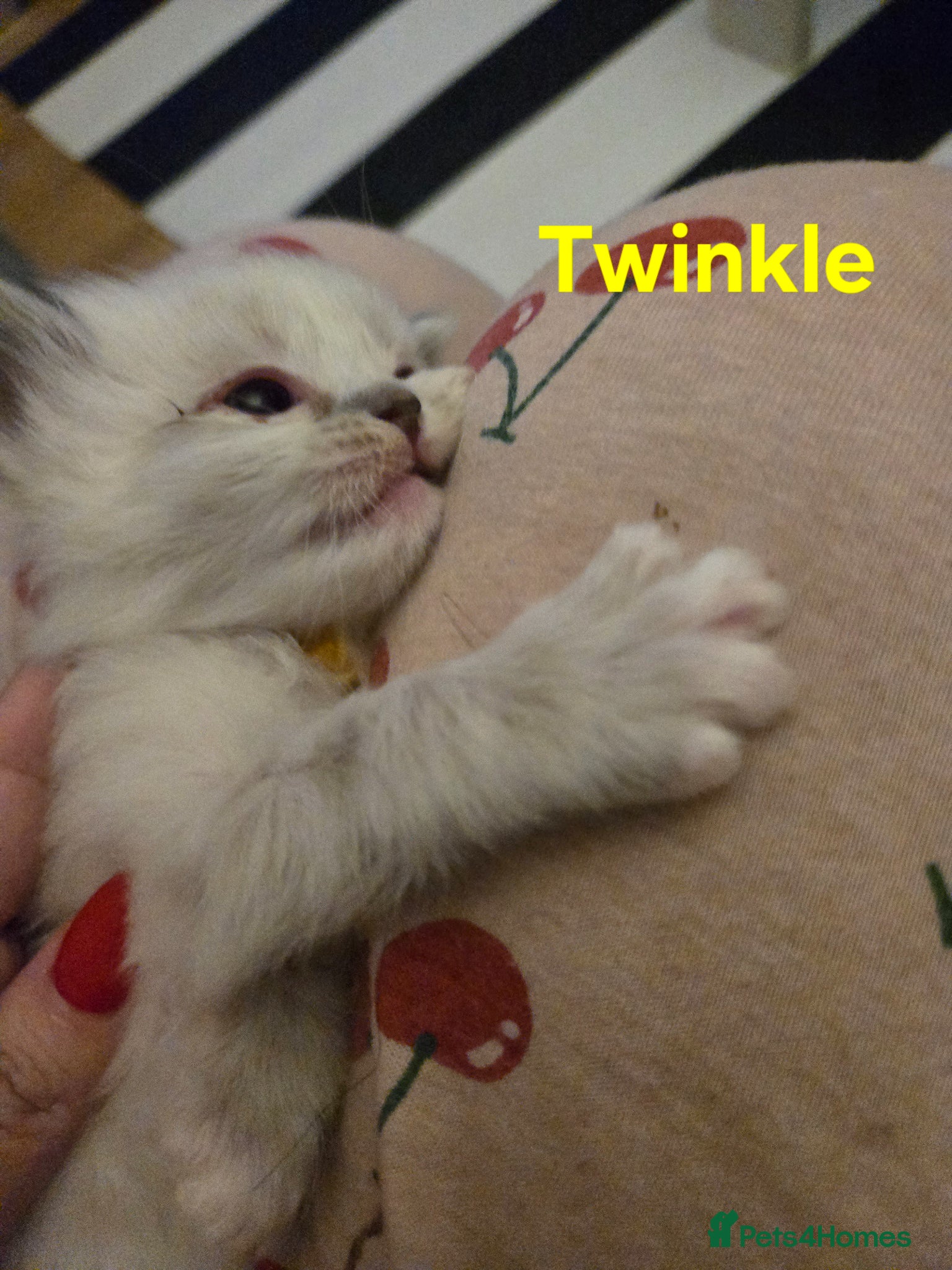 Ragdoll cats for sale: Stunning litter of Purebred Ragdoll kittens - Advert 23