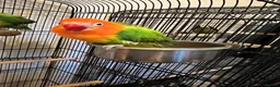 Lovebirds birds for sale: 2 lovebird pairs and cage for sale. in Brierley Hill - Advert 15
