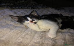 Mixed Breed cats for sale: 2 stunning kittens x - Image 3
