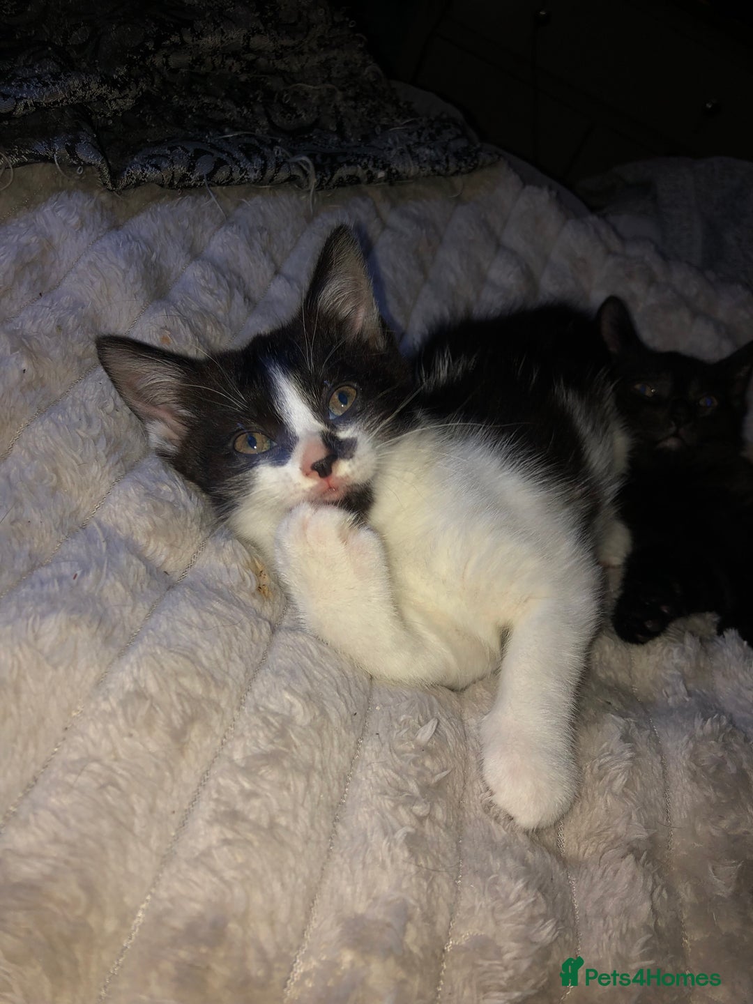 Mixed Breed cats for sale: 2 stunning kittens x - Image 3
