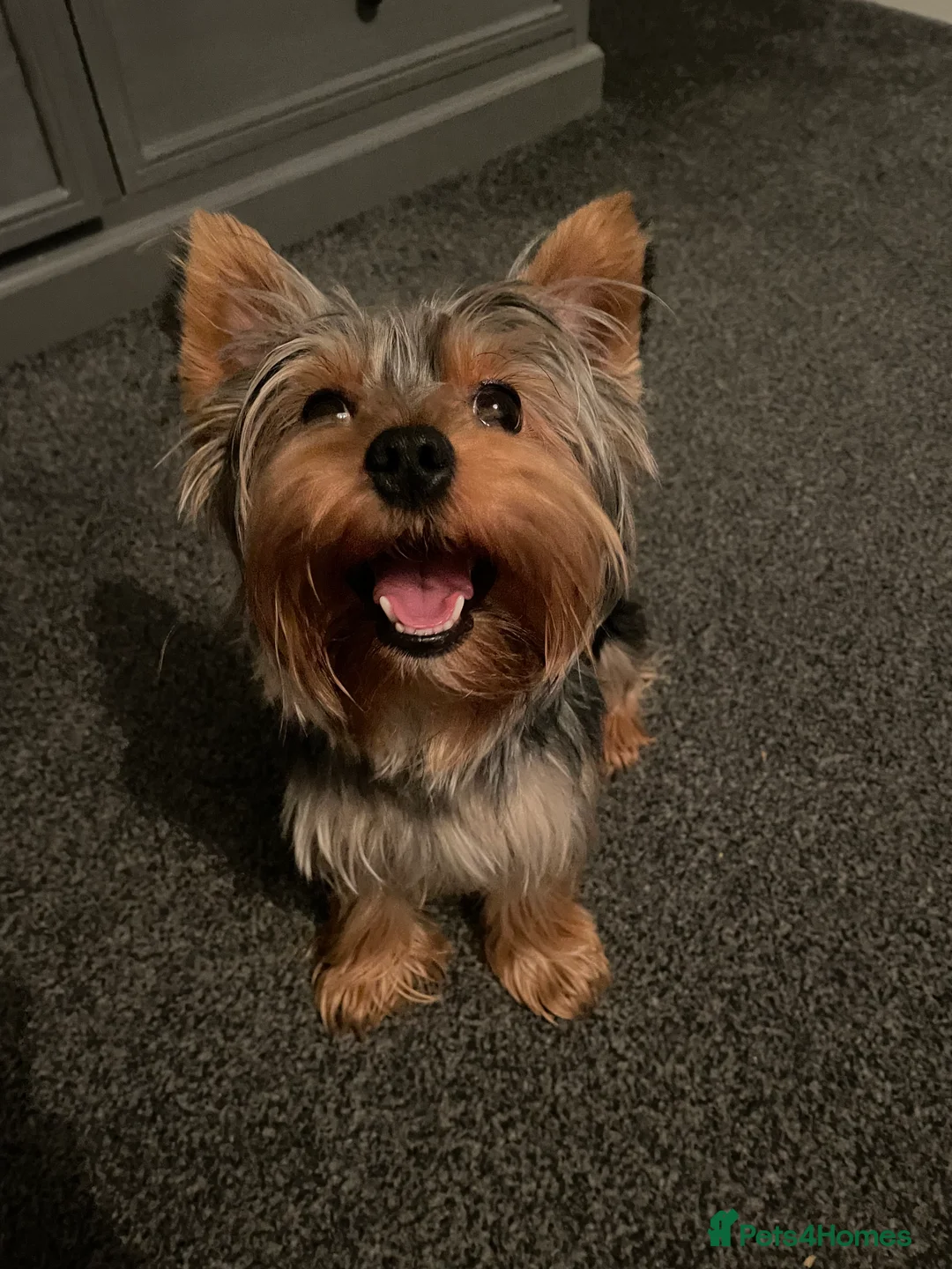 Yorkshire Terrier dogs for stud: -!!STUD TINY YORKIE BOY!!- in Dudley - Advert 6