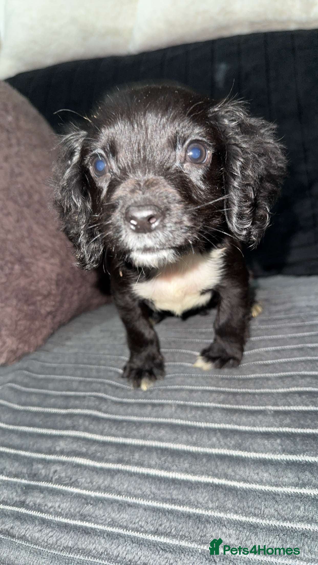 Cocker Spaniel dogs 1 beautiful boy cocker spaniel  - Advert 5