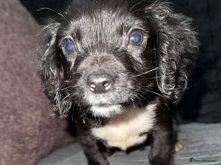 Cocker Spaniel dogs 1 beautiful boy cocker spaniel - Advert 5