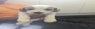 Cockapoo Puppy 2