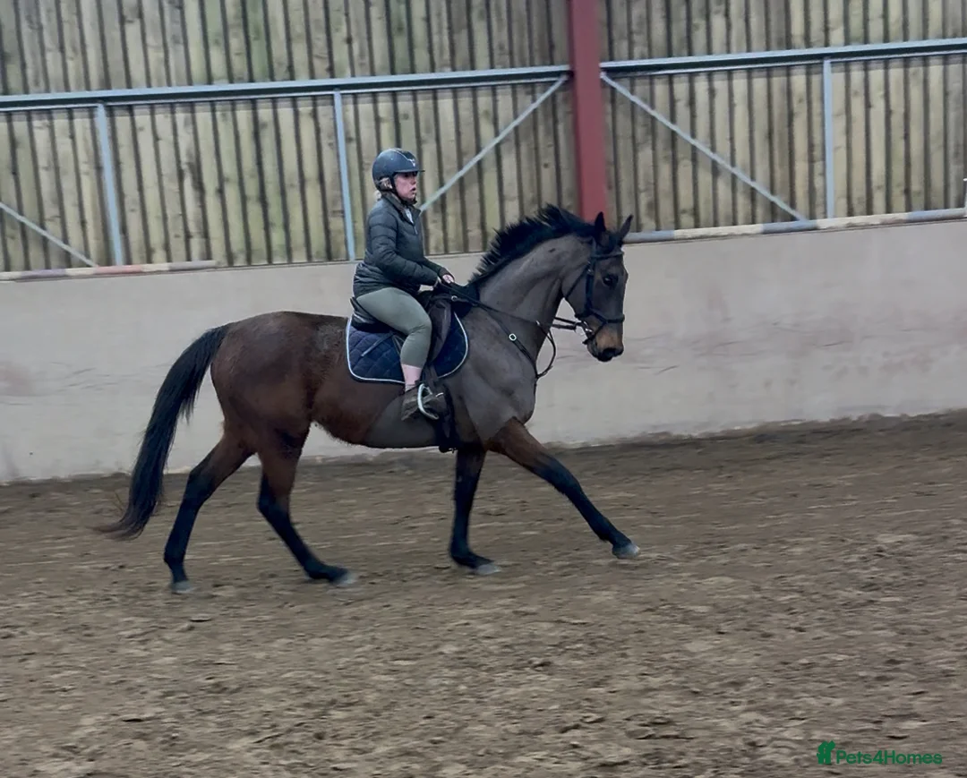 Irish Thoroughbred horses for sale: 10 yr old school mistress  - Advert 24