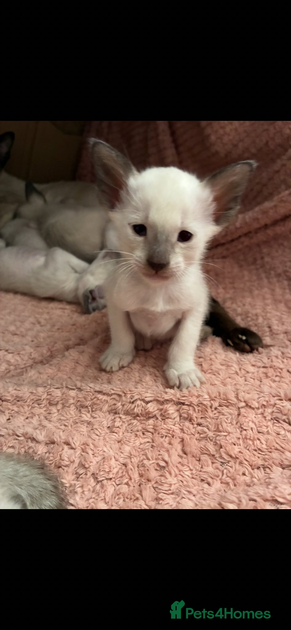 Siamese cats Beautiful adoring Siamese babies - Advert 4