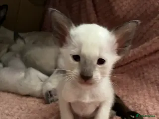 Siamese cats Beautiful adoring Siamese babies - Advert 4