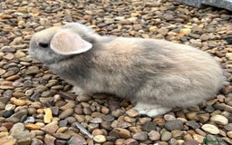 Mini Lop rabbits for sale: Mini Lops Ready now!!!!  in Coalville - Image 19