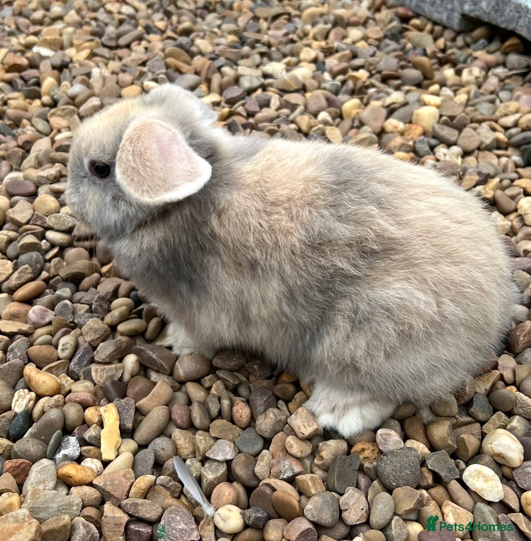 Mini Lop rabbits for sale: Mini Lops Ready now!!!!  in Coalville - Image 19
