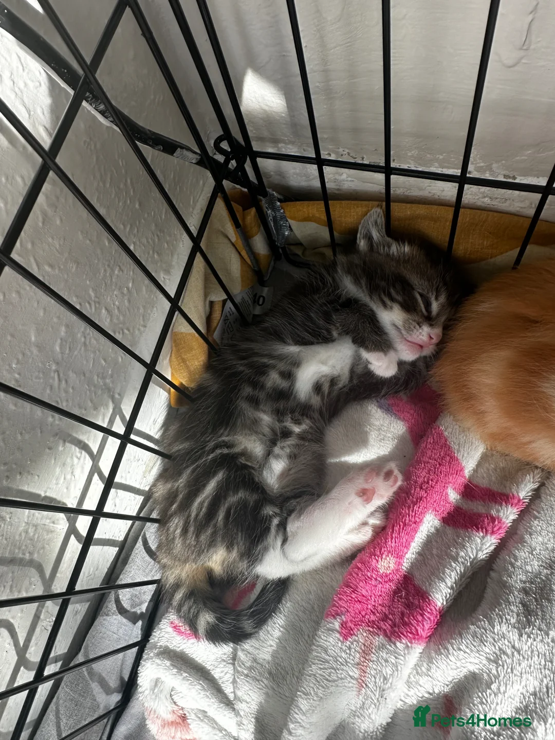 Mixed Breed cats for sale: 2 beautiful kittens  - Advert 2