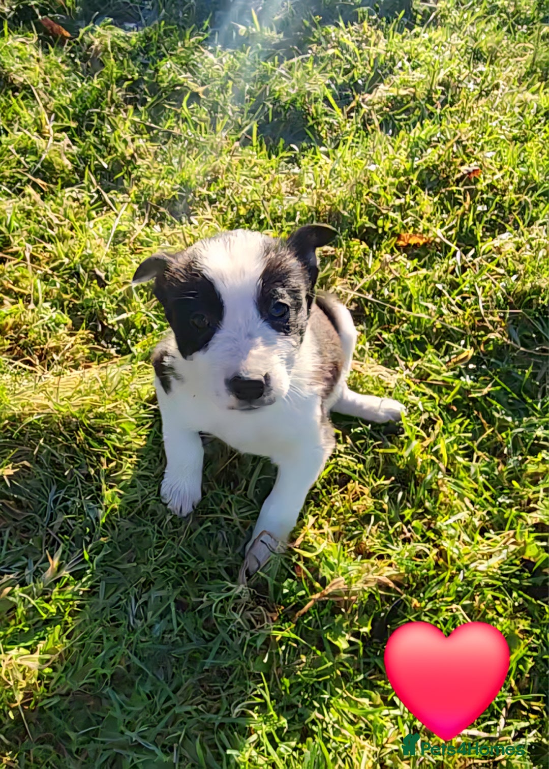 Border Collie dogs for sale: Border Collie Puppies  - Advert 4