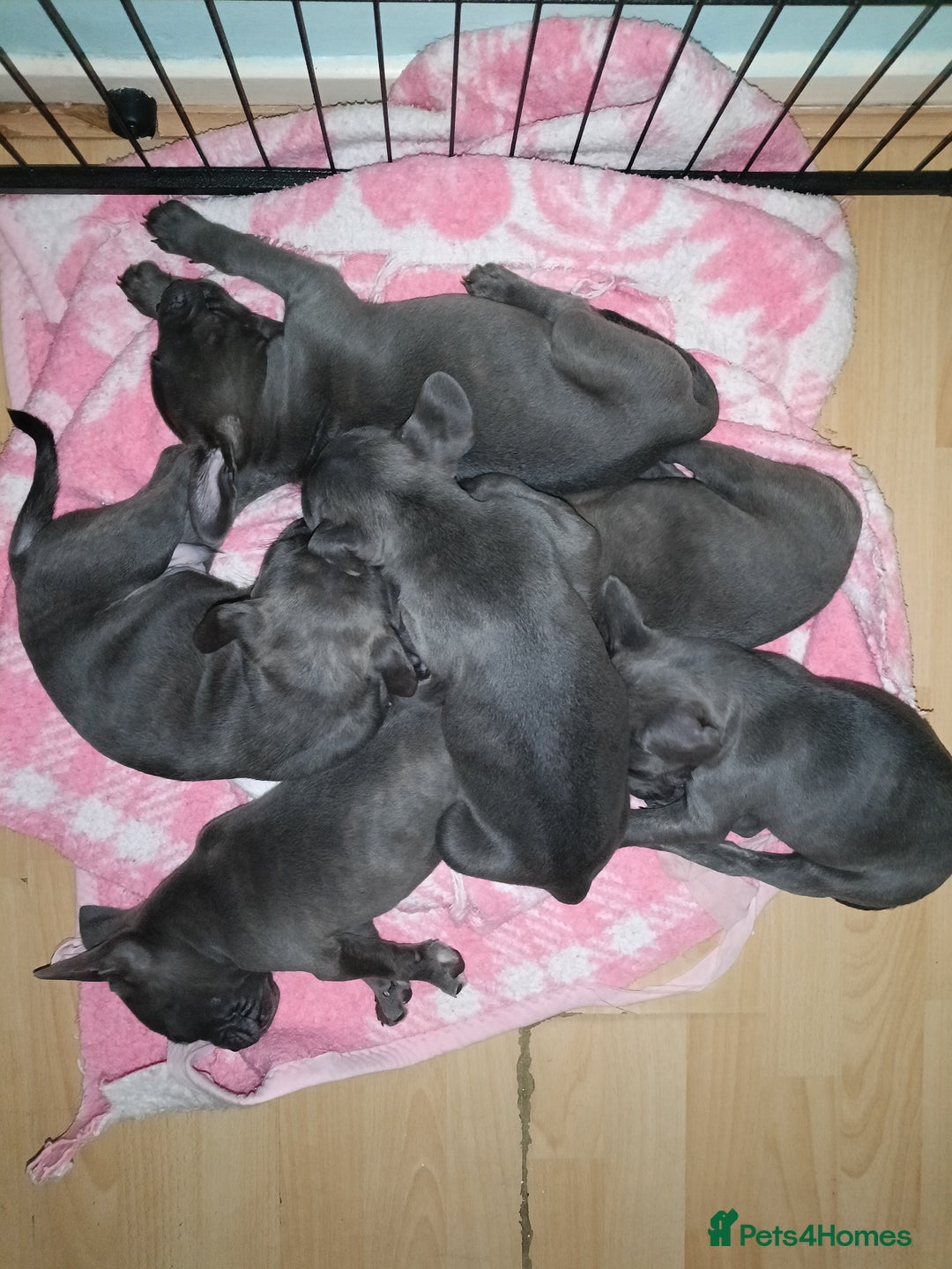 Mixed Breed dogs for sale: 6 little cuties 😍 - Advert 10