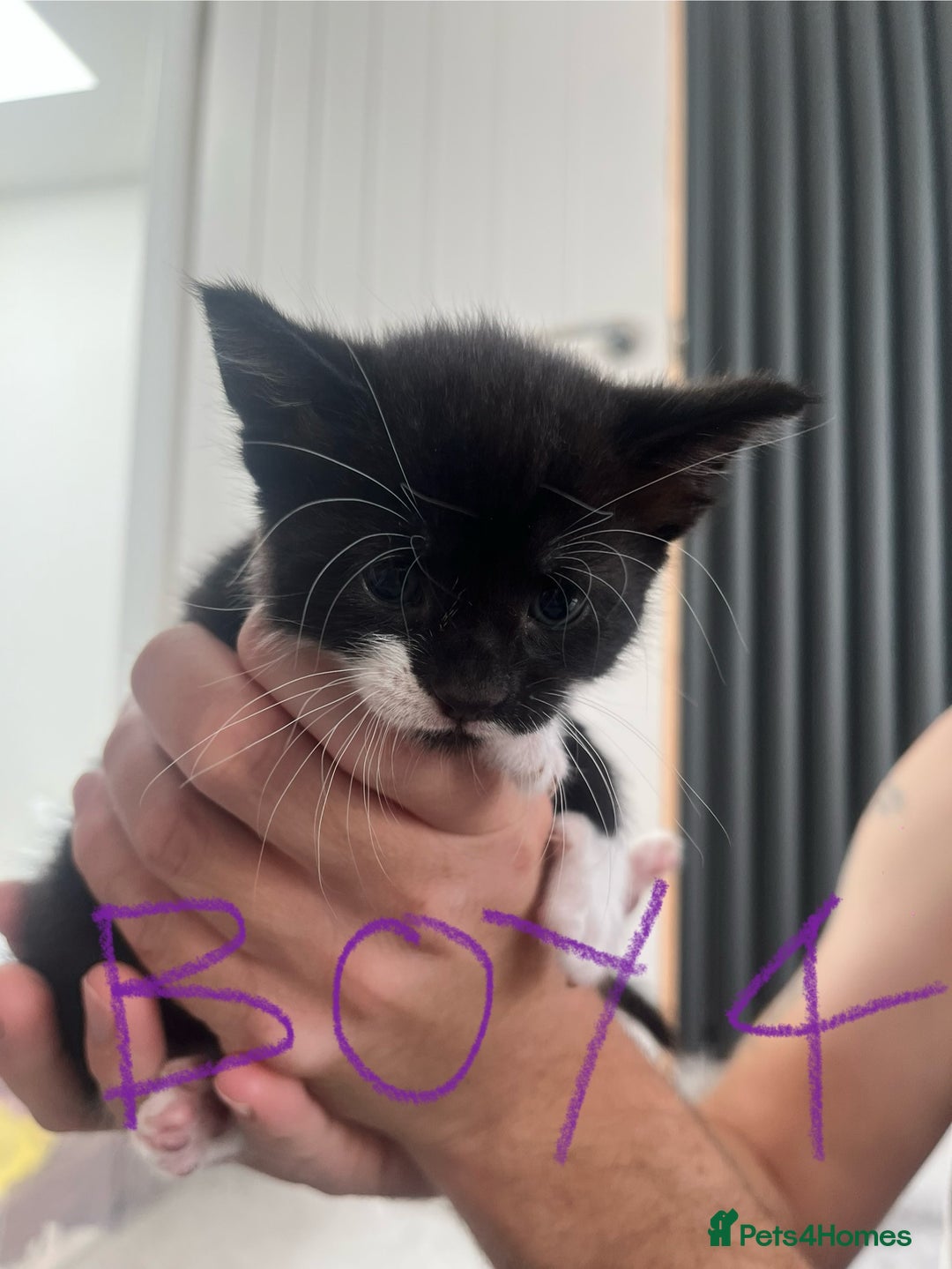Mixed Breed cats for sale: 8 Gorgeous kittens looking for their forever homes - Image 15