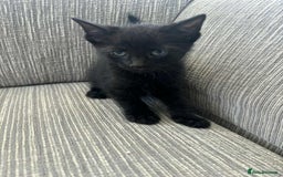 Mixed Breed cats for sale: 6 beautiful kittens - Image 5