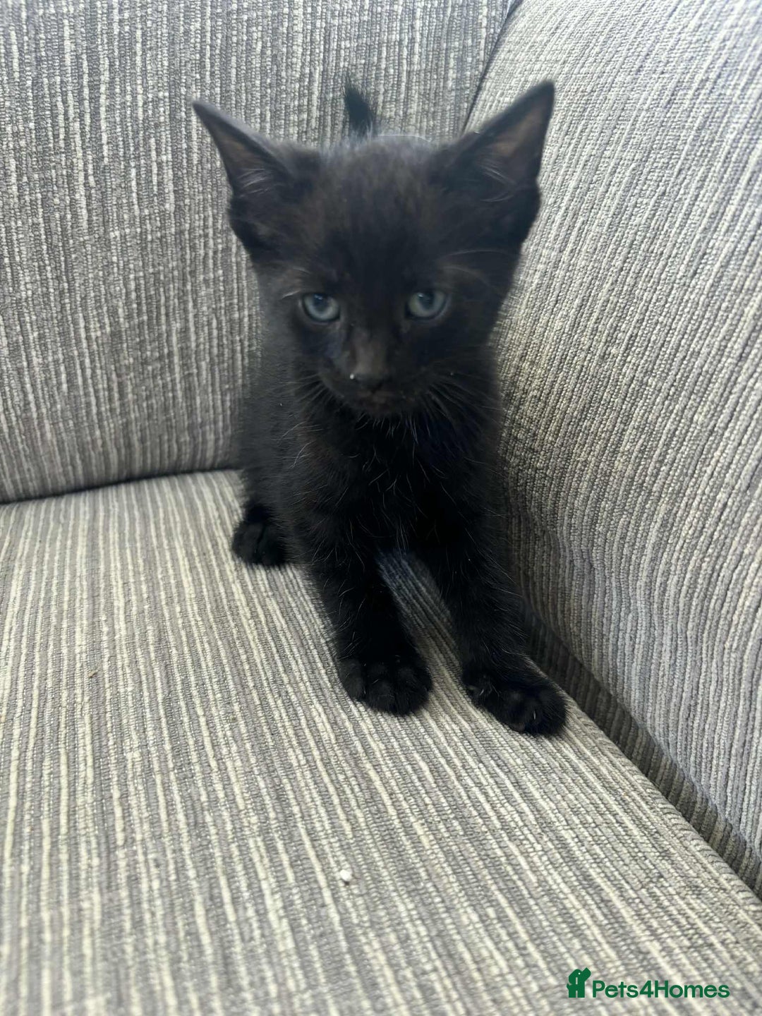 Mixed Breed cats for sale: 6 beautiful kittens - Image 5