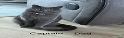 British Shorthair cats for sale: British shorthair kittens available  in Liverpool - Advert 16