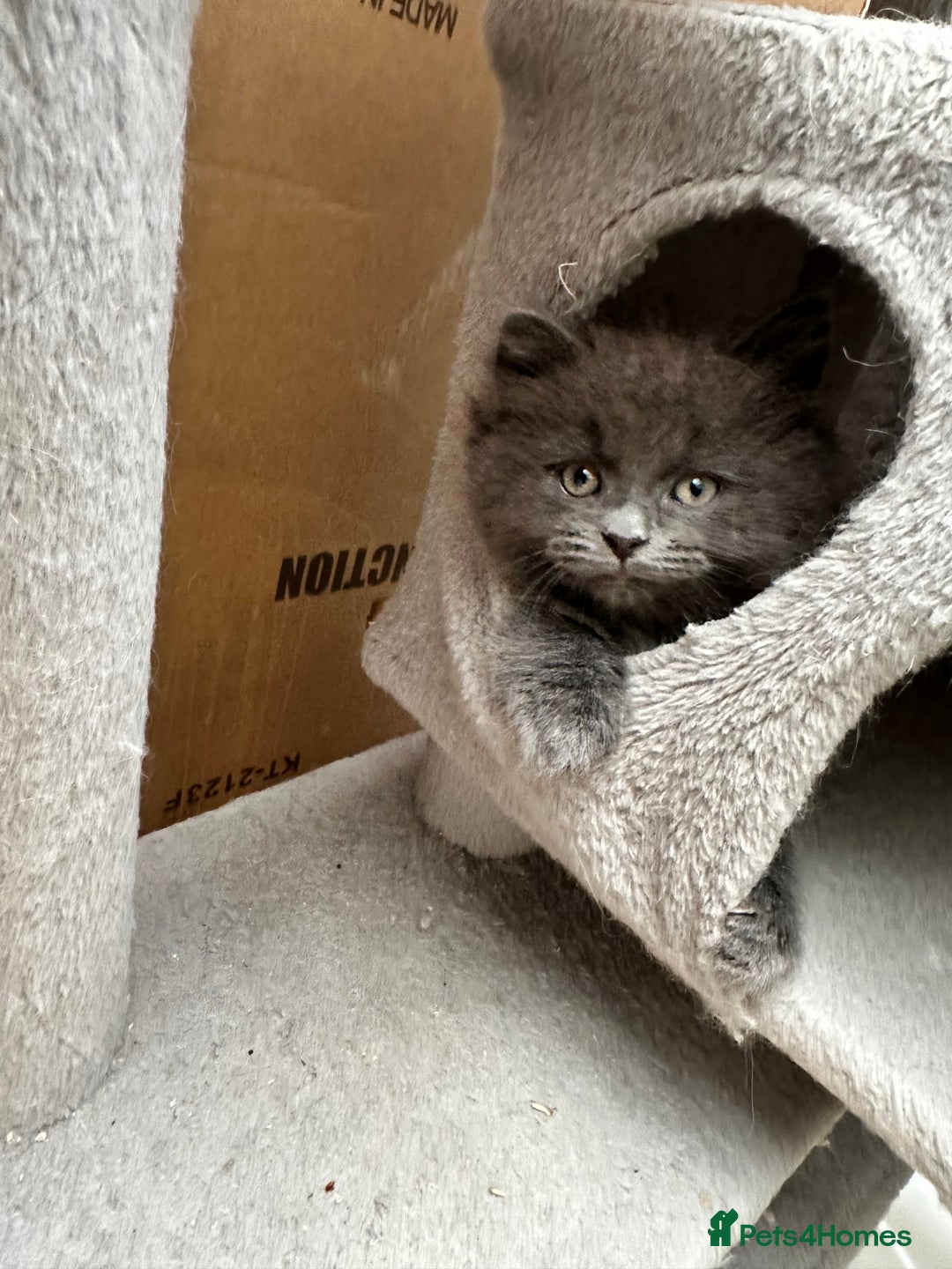 Norwegian Forest Cat cats for sale: 7 Exceptionally beautiful Norwegian Forest kittens - Advert 23