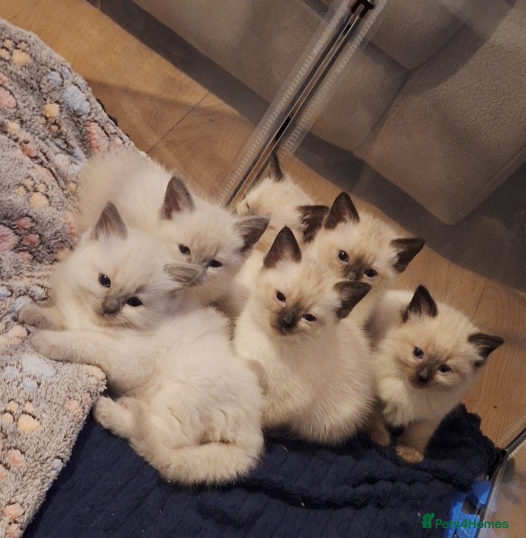 Ragamese cats Ragamese kittens  - Advert 1