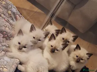 Ragamese cats Ragamese kittens - Advert 2