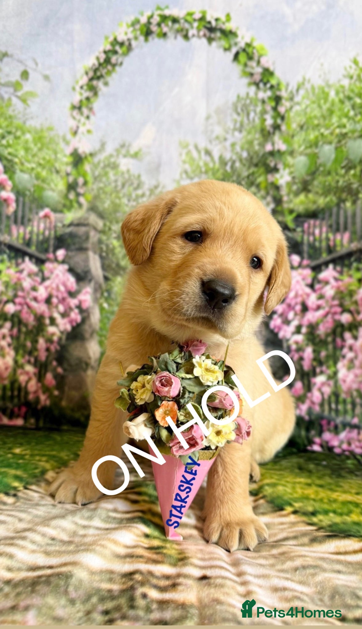 Labrador Retriever dogs Only Two Beautiful KC Boys left  - Advert 2