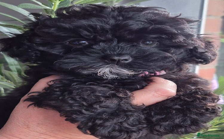 Havanese dogs - Advert 8