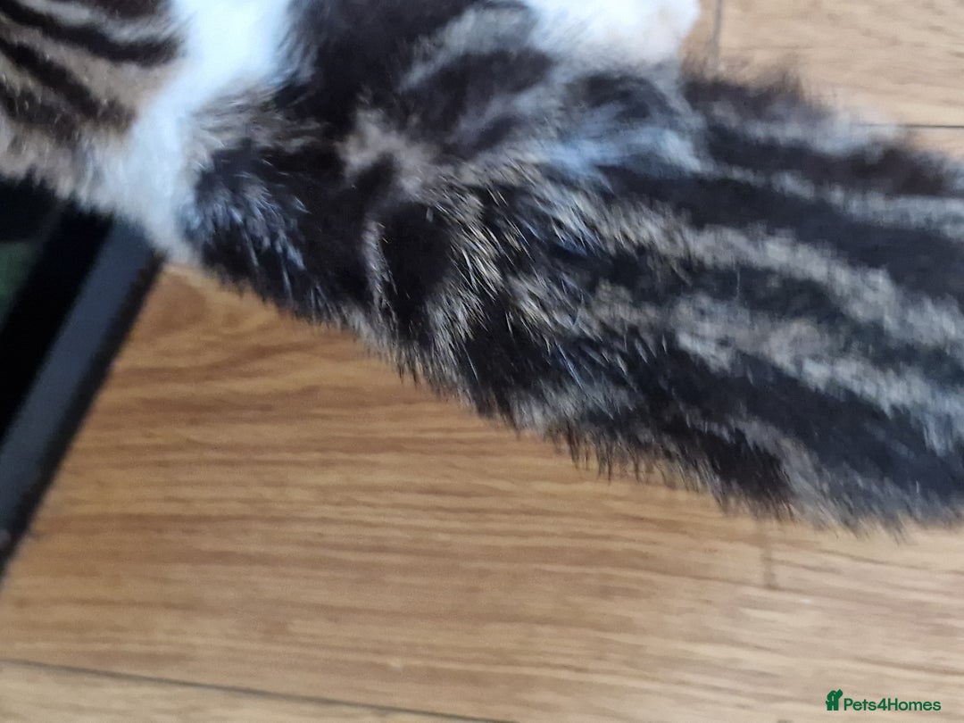 Mixed Breed cats for sale: ready to go - Image 3
