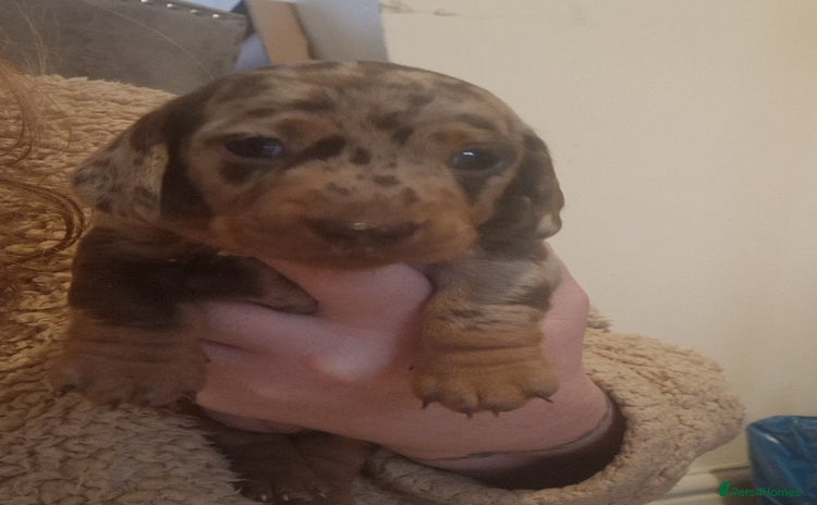 Miniature Dachshund dogs - Advert 15