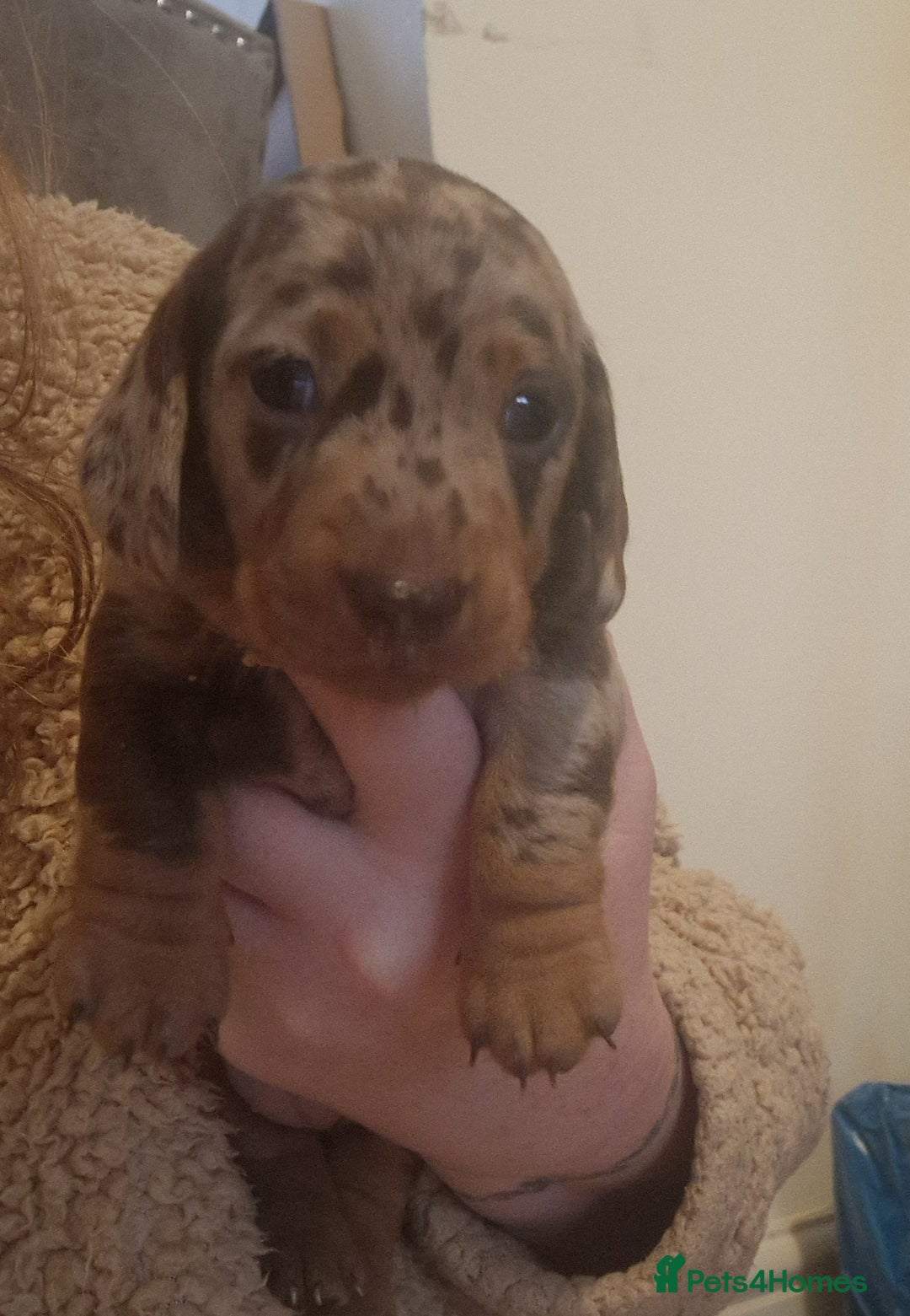 Miniature Dachshund dogs for sale: 2 adorable chunky miniature dachshund  - Advert 8