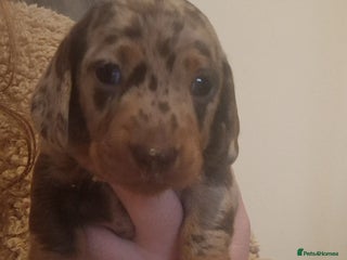 Miniature Dachshund dogs 2 adorable chunky miniature dachshund - Advert 7