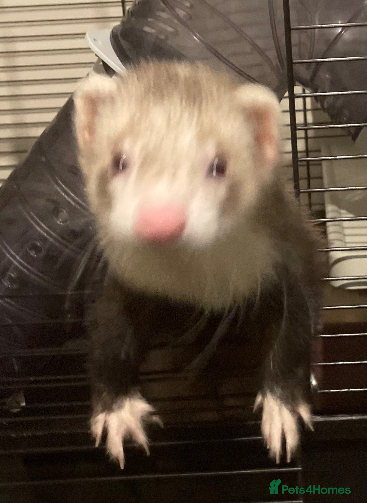 Ferret rodents Cute hob ferret for sale  - Advert 1