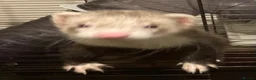 Ferret rodents for sale: Cute hob ferret for sale  - Advert 1
