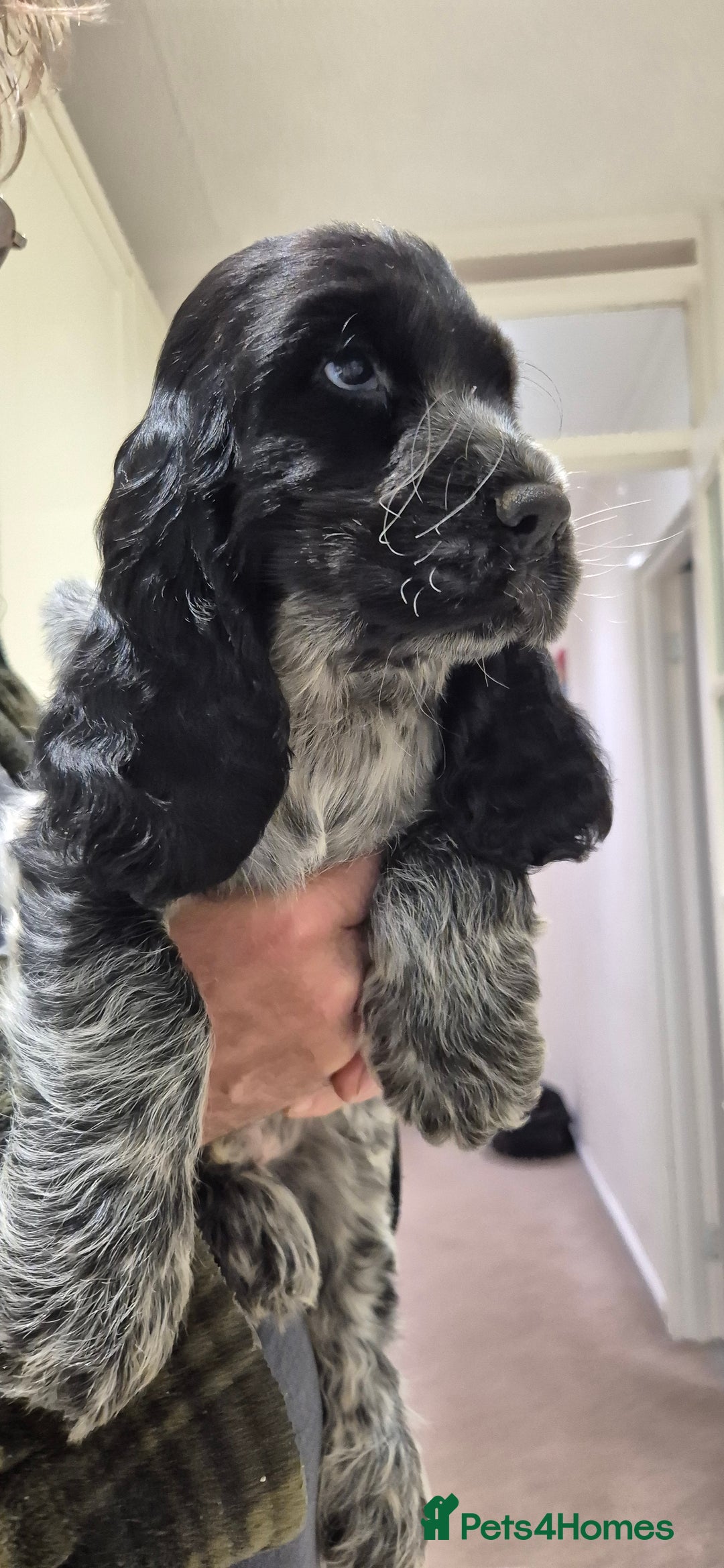 Cocker Spaniel dogs for sale: READY NOW A stunning litter of spaniels  - Advert 20