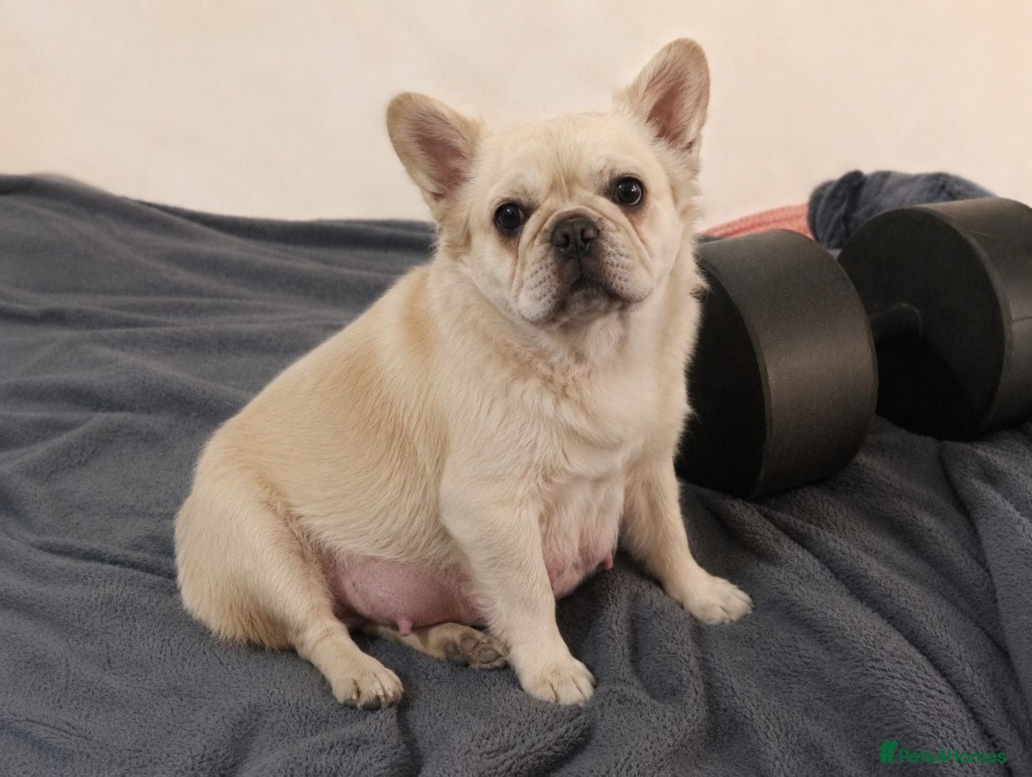 French Bulldog dogs reduced  French Bulldog puppies  - Advert 3