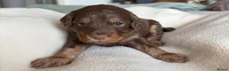 Cockapoo dogs for sale: Chocolate Cockapoos for sale - Advert 4