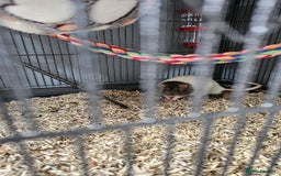 Rat rodents for sale: 3 male rats free to experienced home - Image 2