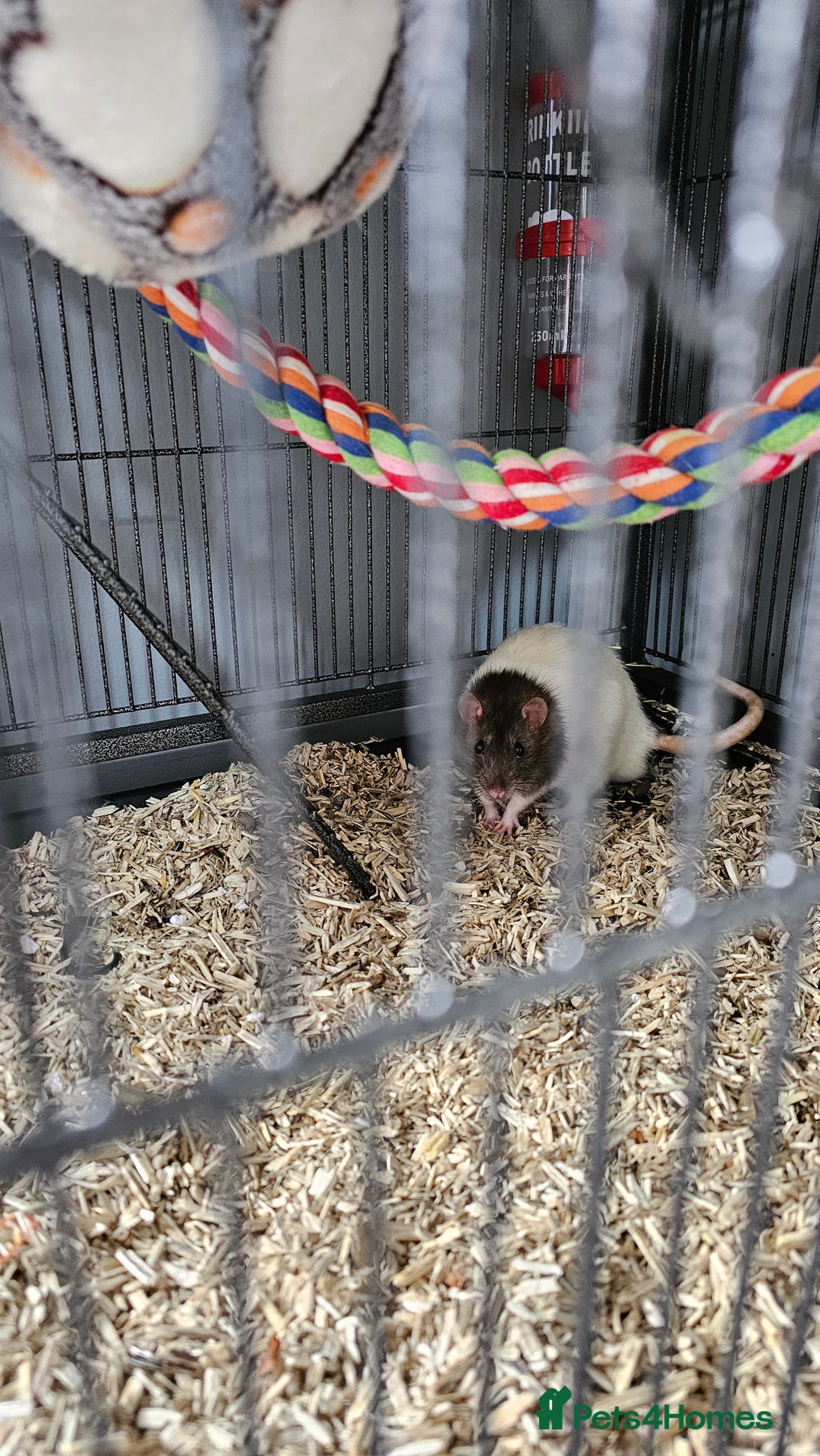 Rat rodents for sale: 3 male rats free to experienced home - Image 2
