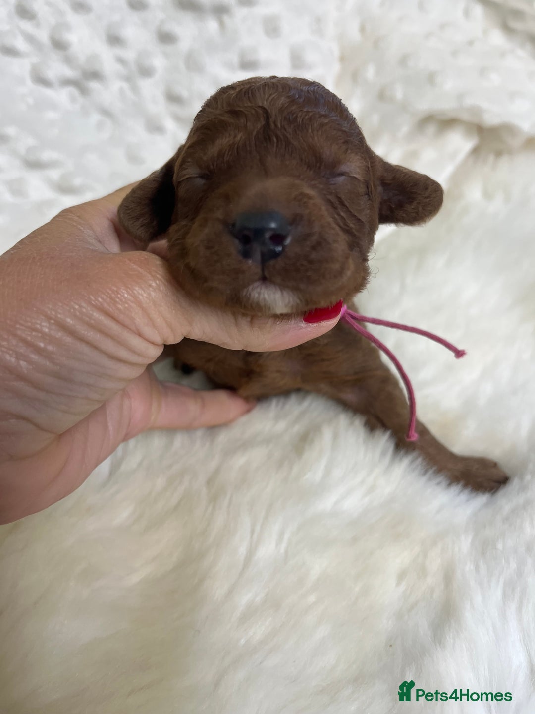 Goldendoodle dogs for sale: multigenerational Australian Golden doubledoodles - Image 17