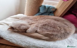 British Shorthair cats for sale: Retired fawn tortie + white British Shorthair  - Image 22
